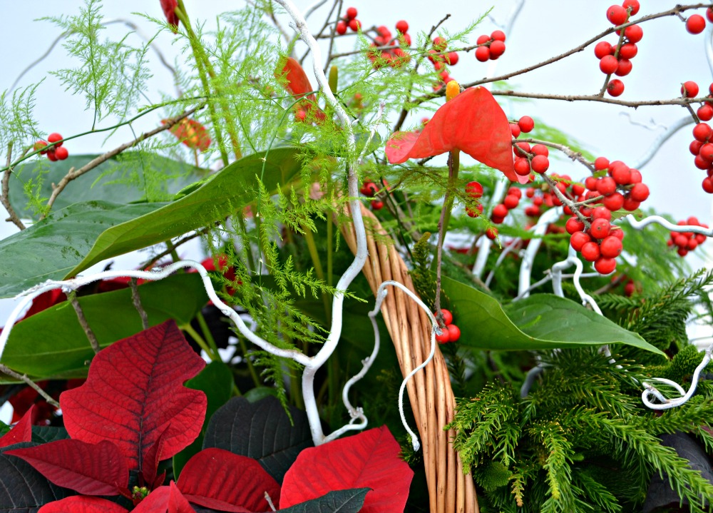 poinsettia centerpiece close