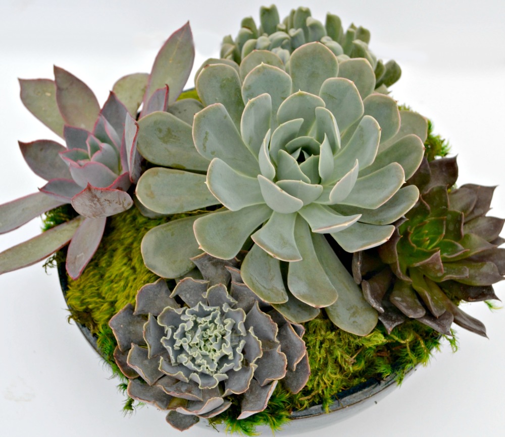 succulent centerpiece close