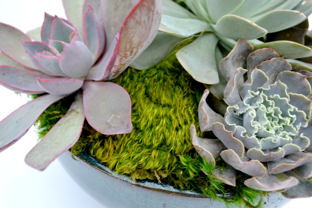 succulent centerpiece zoom