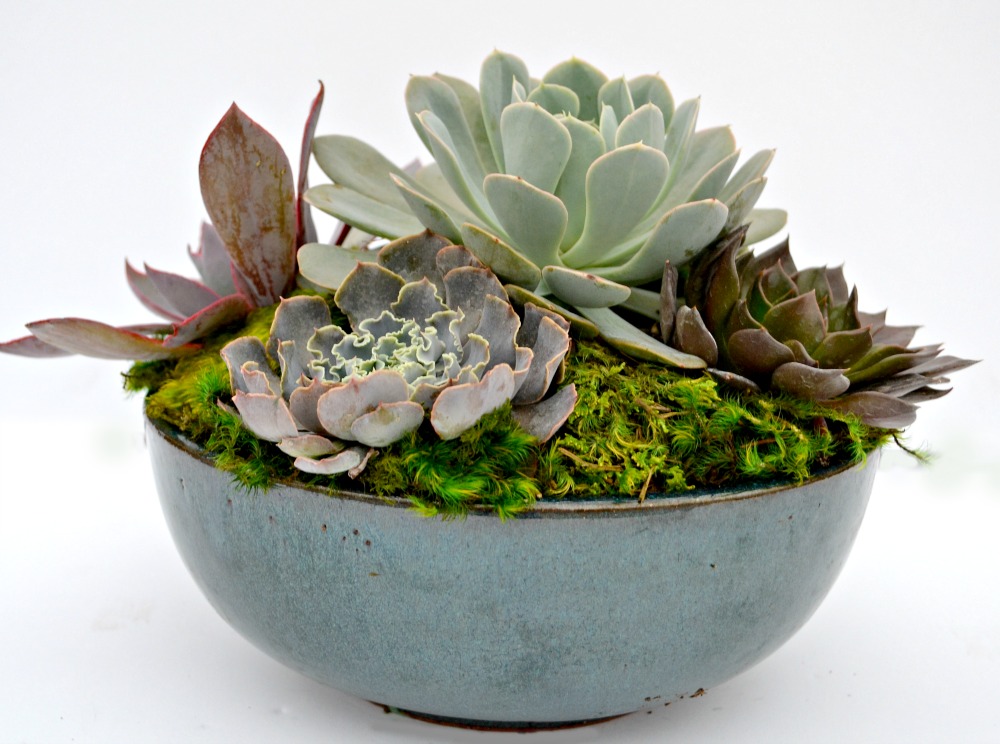 succulent centerpiece