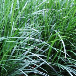 monkey grass