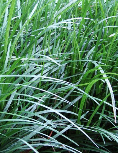 monkey grass