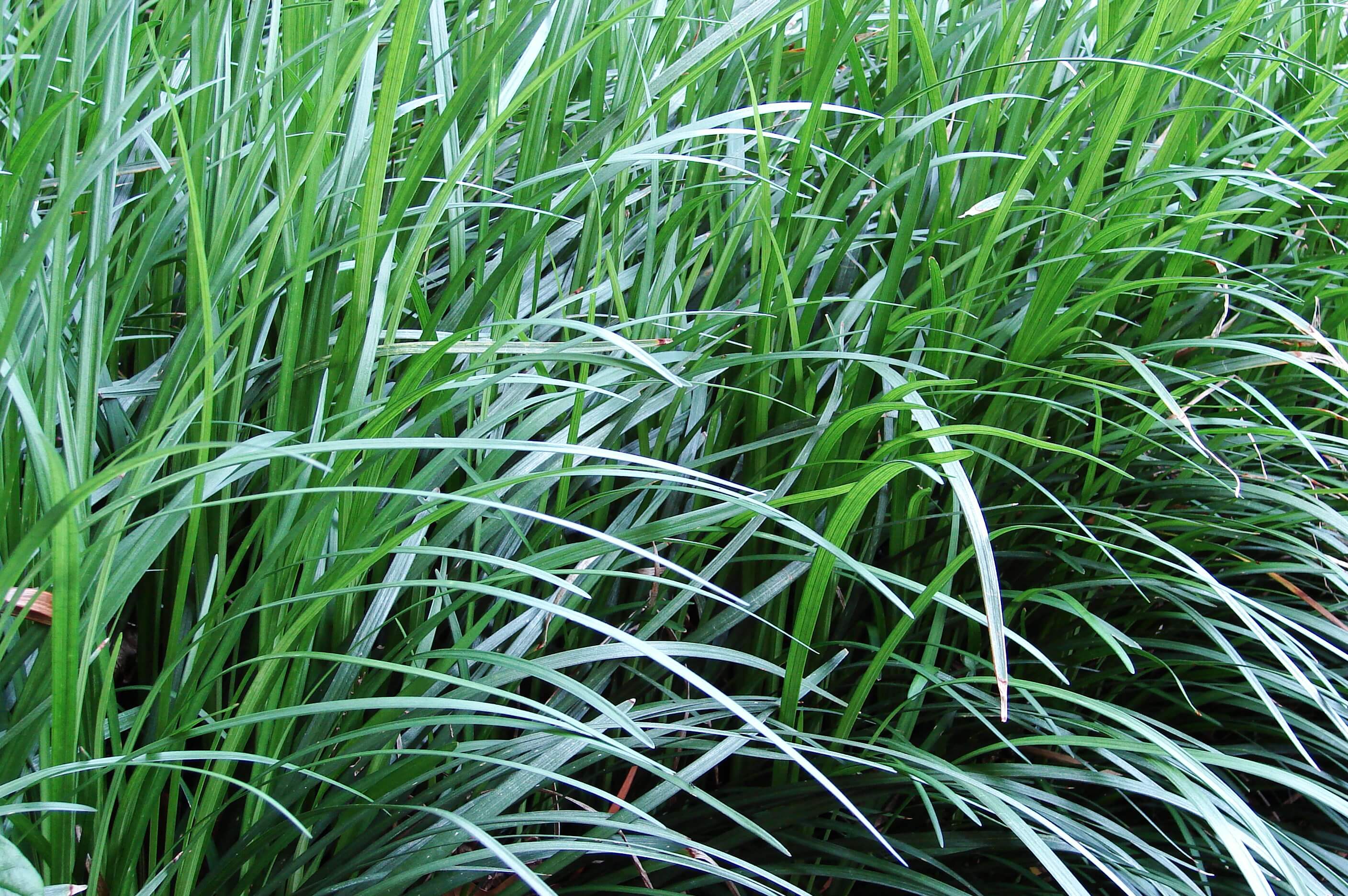 Monkey Grass Planting Caring For Liriope Muscari Raleigh NC