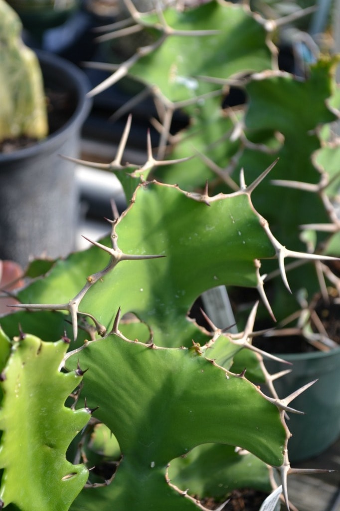 cactus thorns