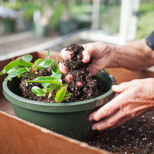 fairview garden plant