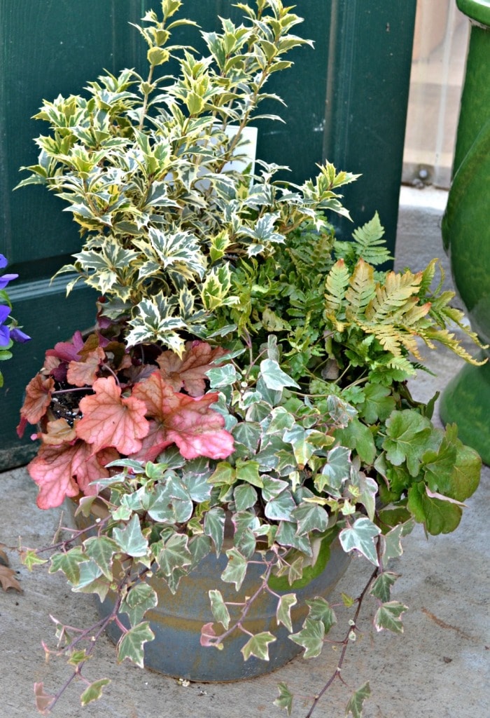 container goshiki heuchera fern