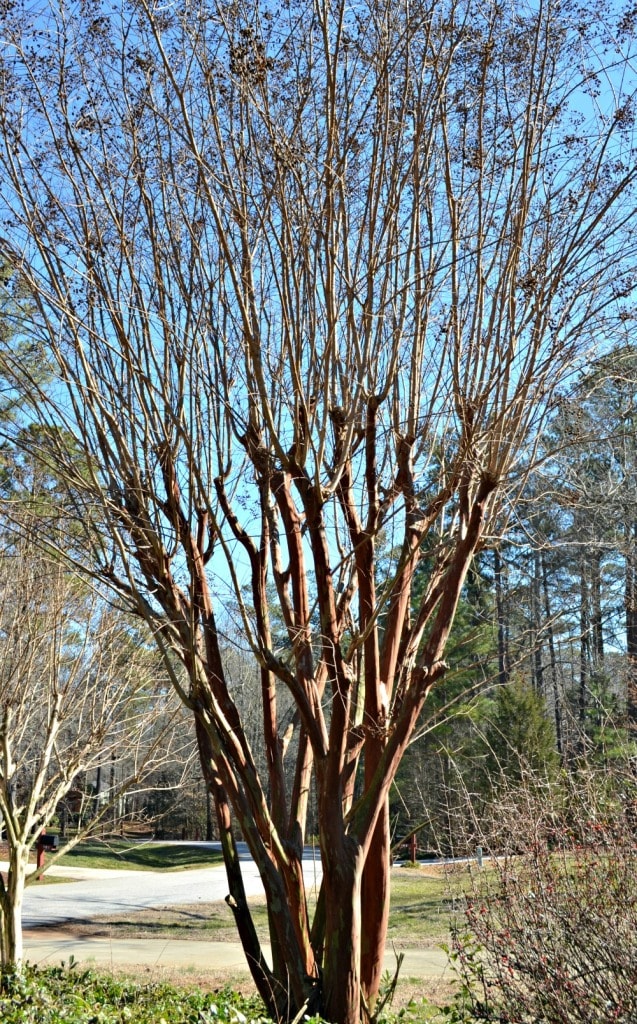 crepe myrtle branching after topping