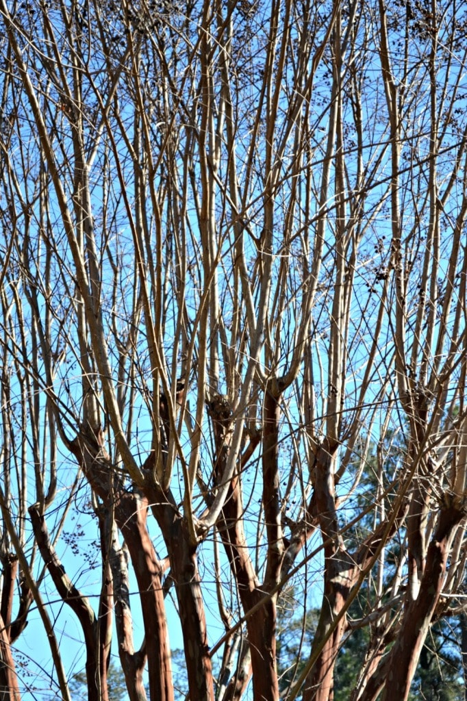 crepe myrtle growth after topping