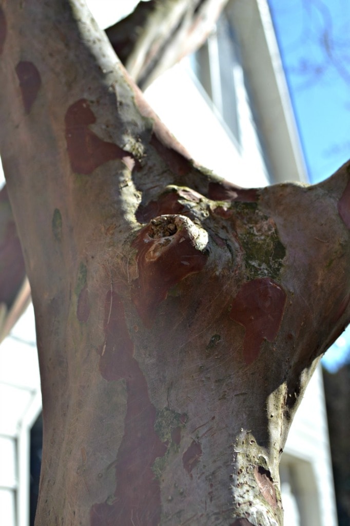 crepe myrtle healed wound good pruning