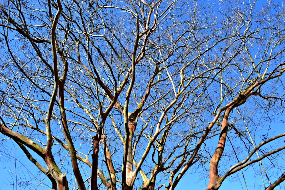 crepe myrtle large branch stucture