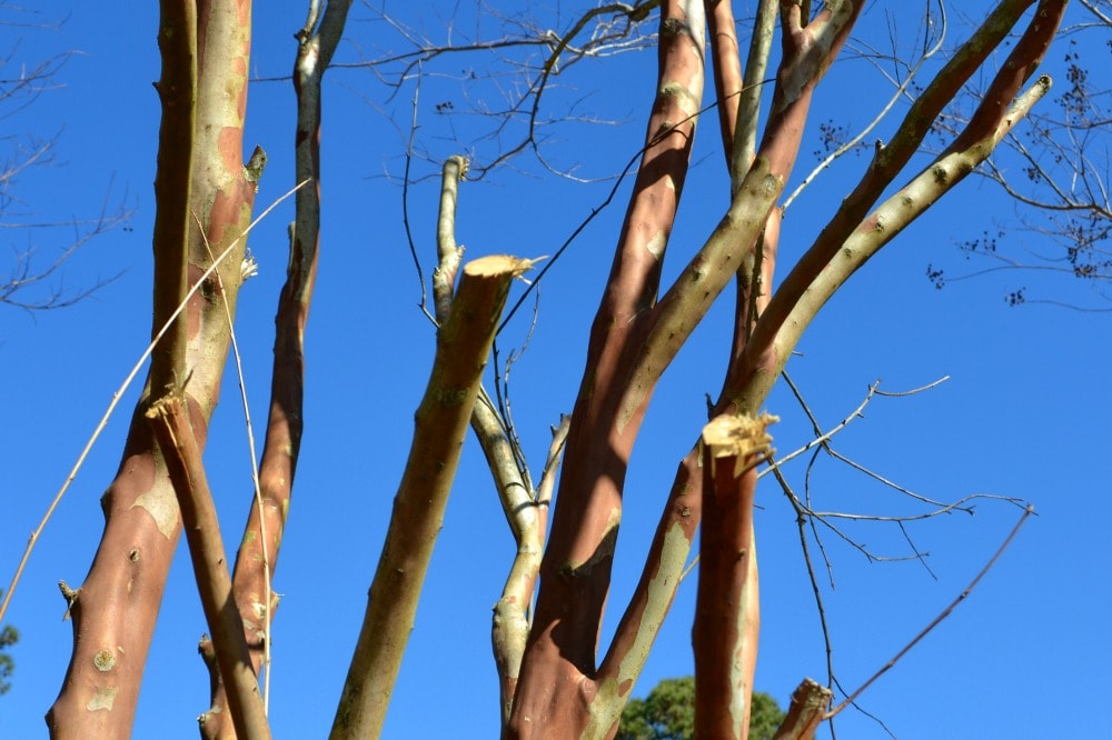 crepe myrtle unclean cut branches