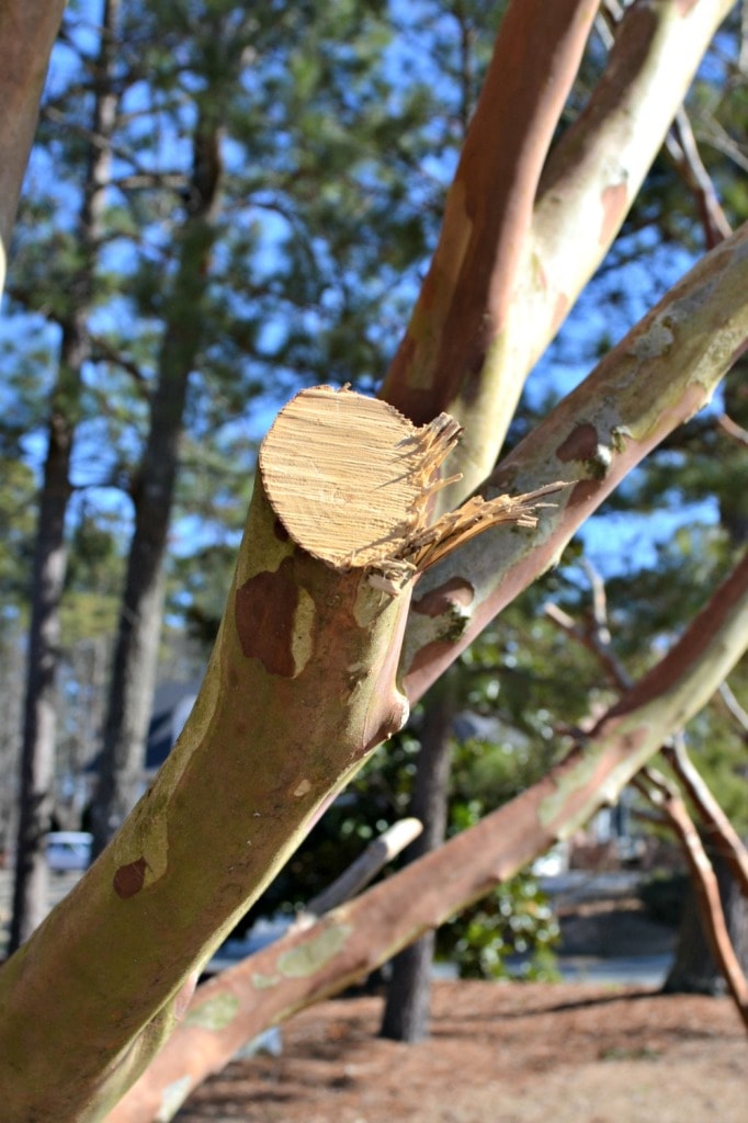 crepe myrtle unclean cut close