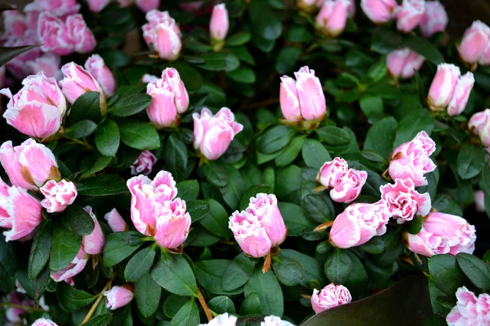 floral azalea pink light