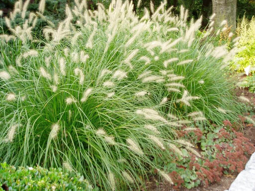 fountain grass