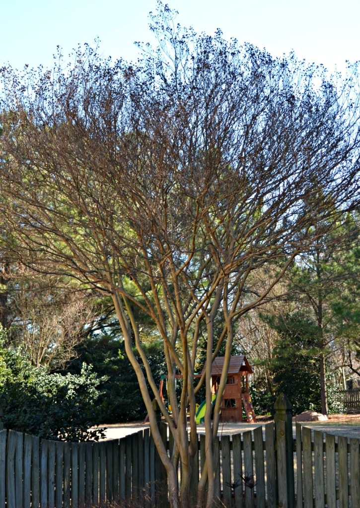 natural crepe myrtle branch structure