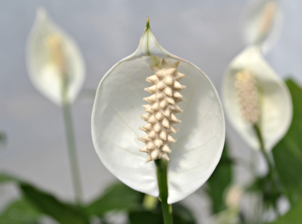 peace lily