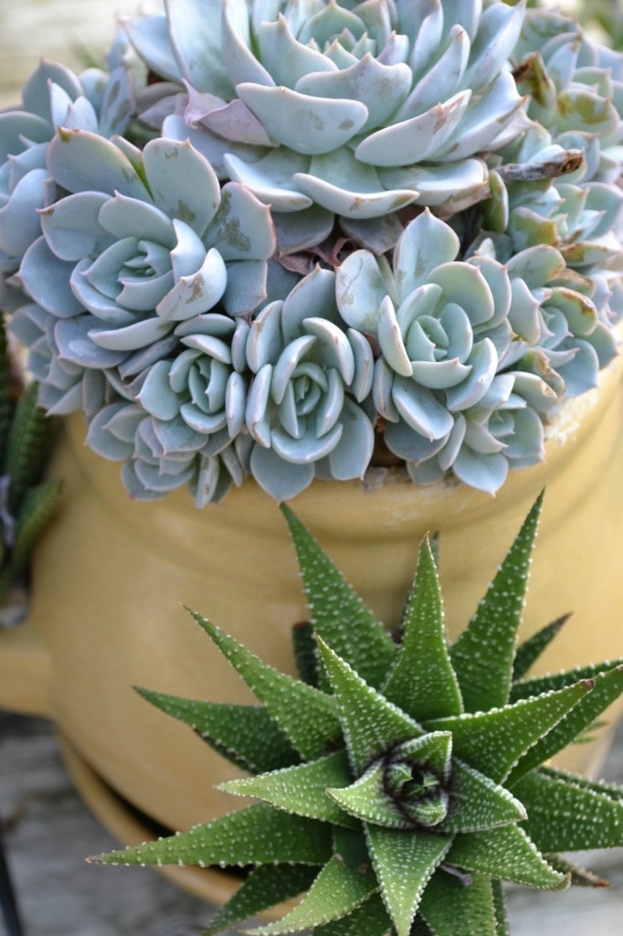 succulent pot