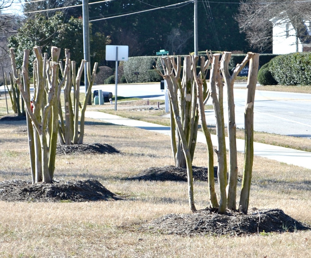 When To Trim Crepe Myrtles change comin