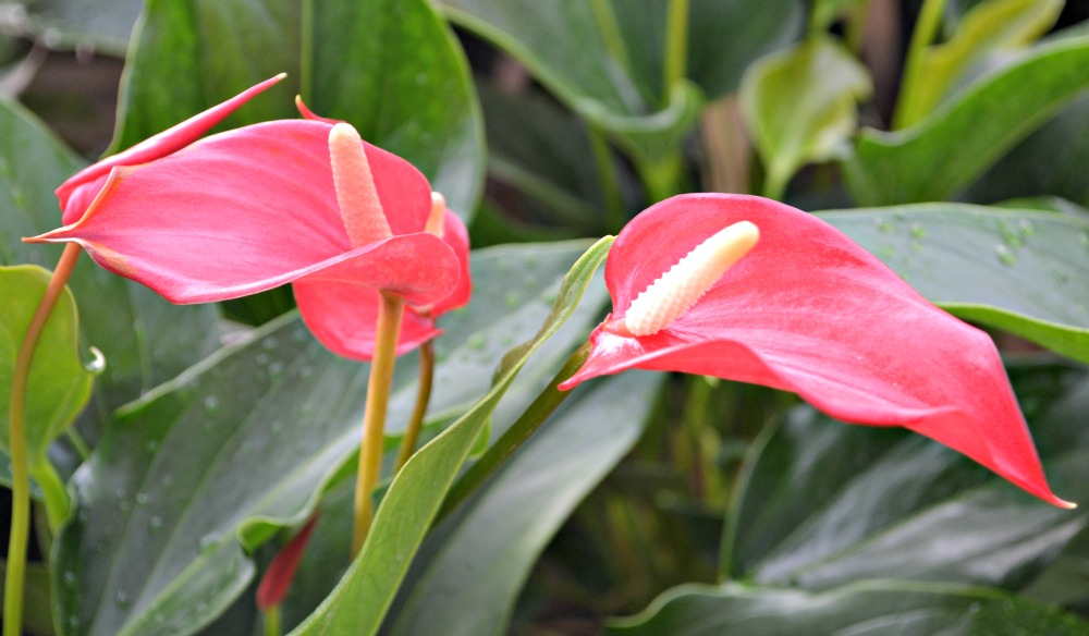 red anthurium