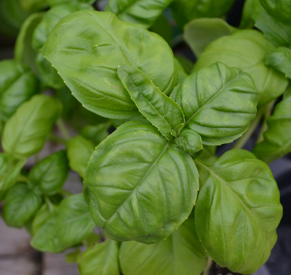 Basil Fairview Garden Center