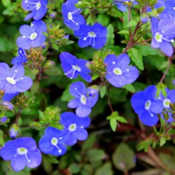 georgia blue flowers