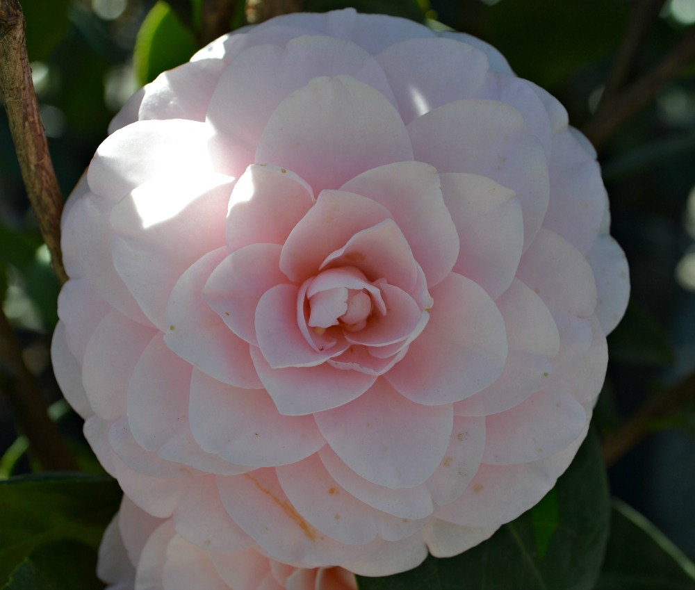 camellia-japonica-pink