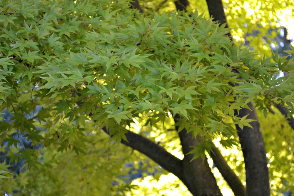 coral bark maple