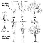 Pruning Basics | Fairview Garden Center