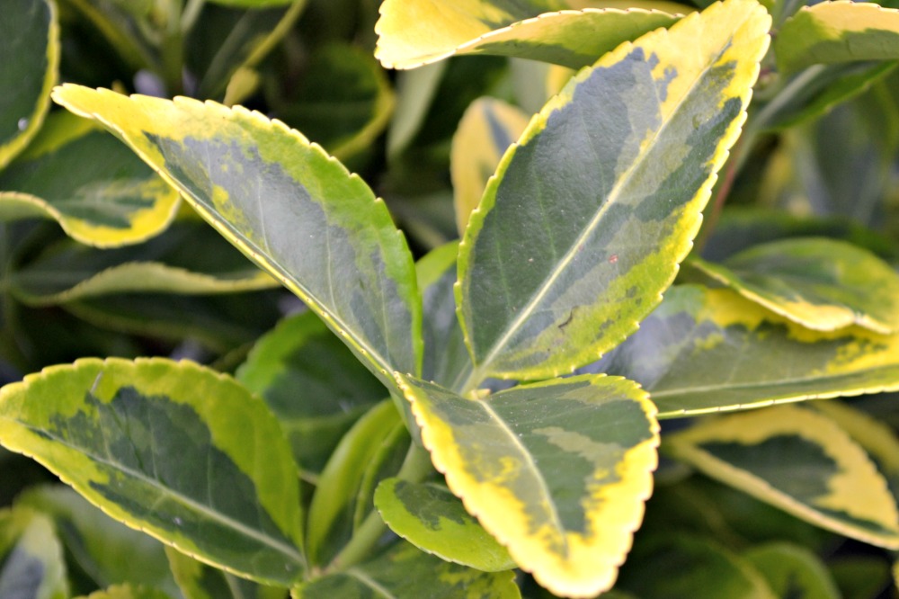 golden euonymus