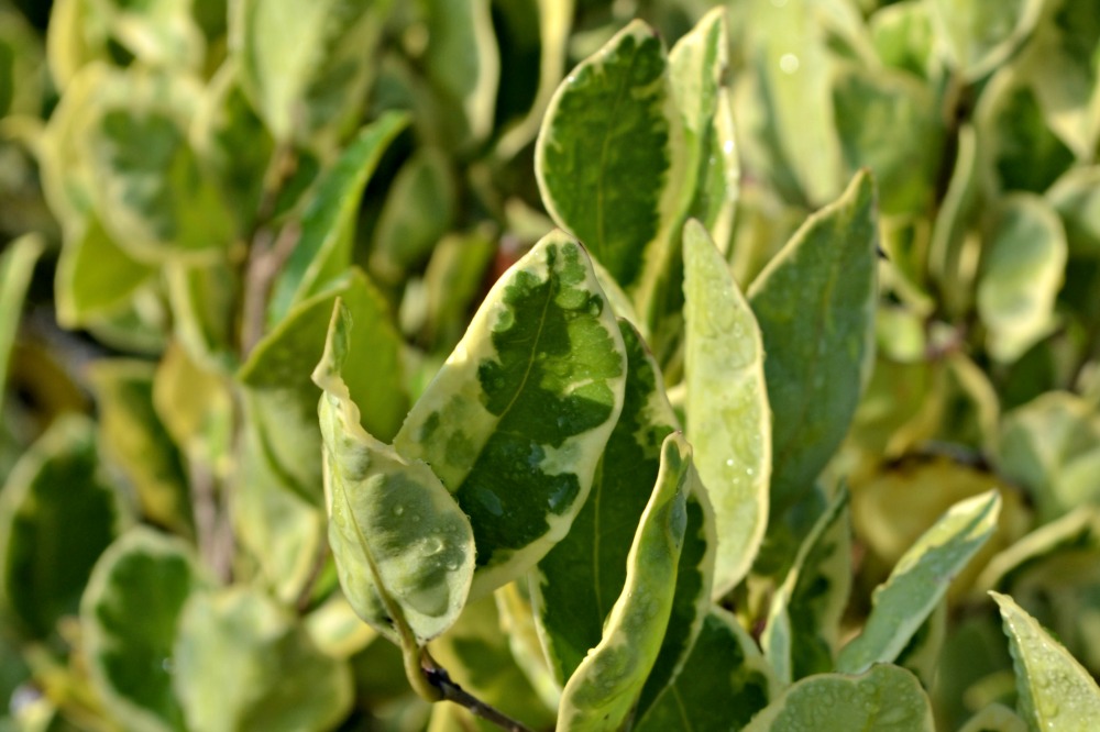 jack frost ligustrum