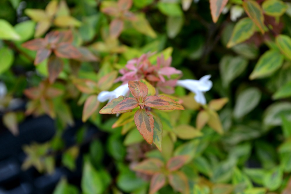 kaleidoscope abelia