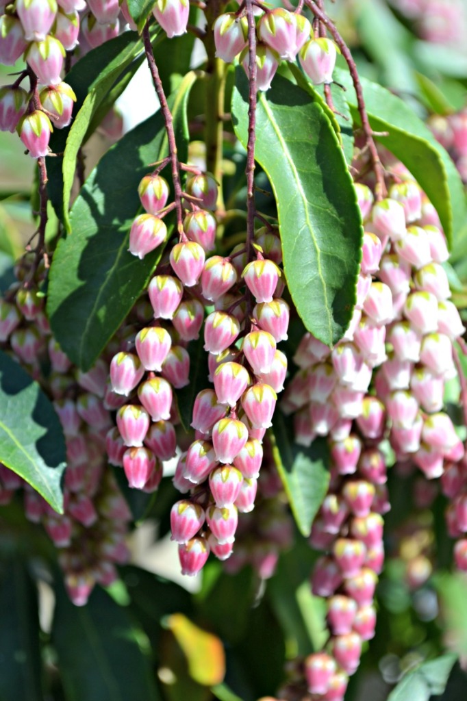 pieris-pink-682x1024