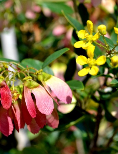 Red Wing Flower