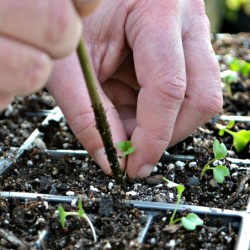 hand planting seeds