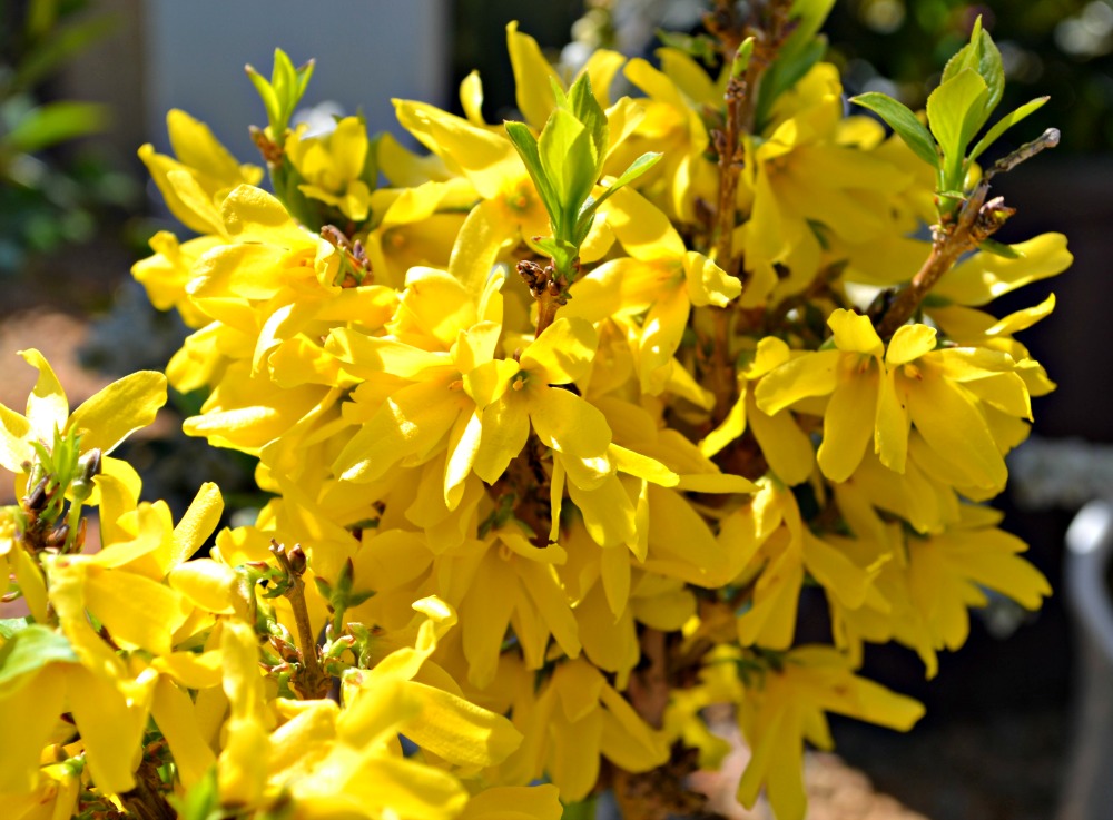 6 Trees and Shrubs with Early Spring Blooms