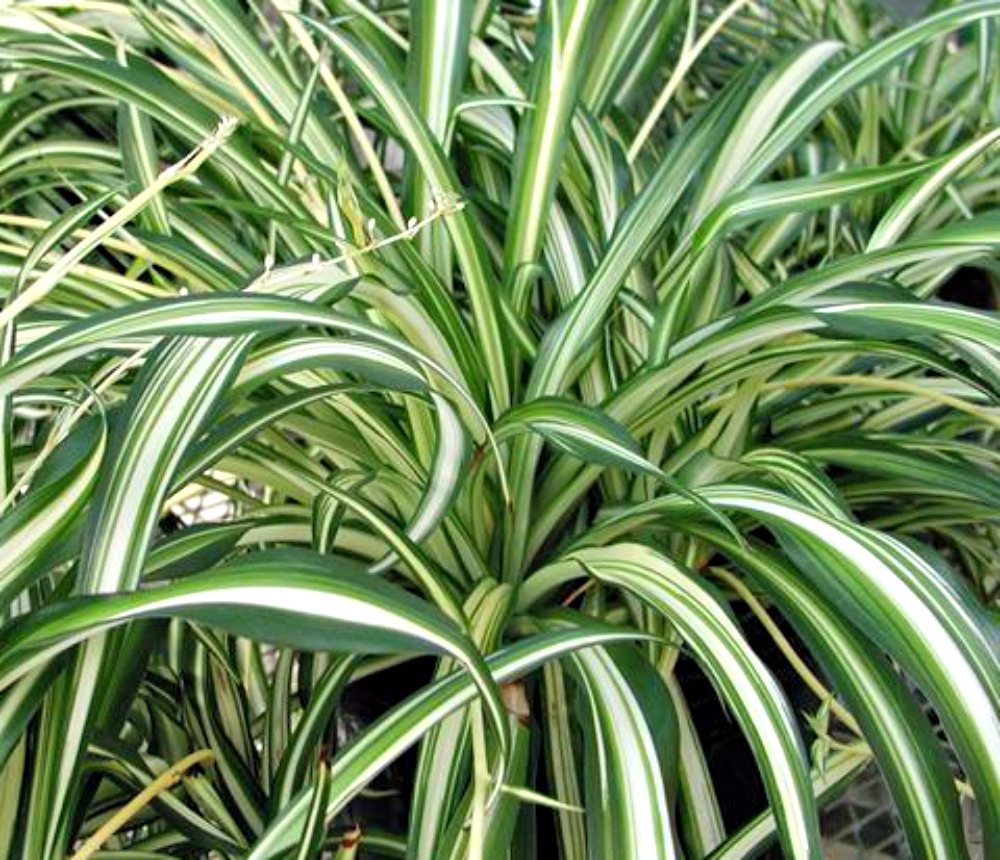 Easy plants to care for outdoors