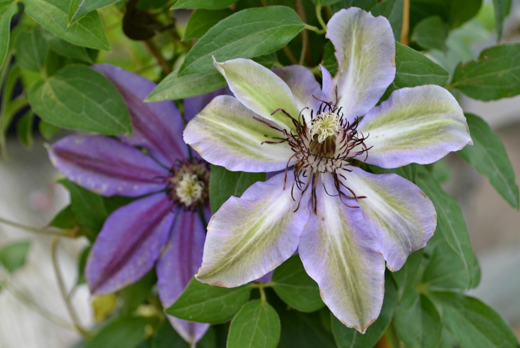 How & When to Prune a Clematis Climbing Vine | Fairview