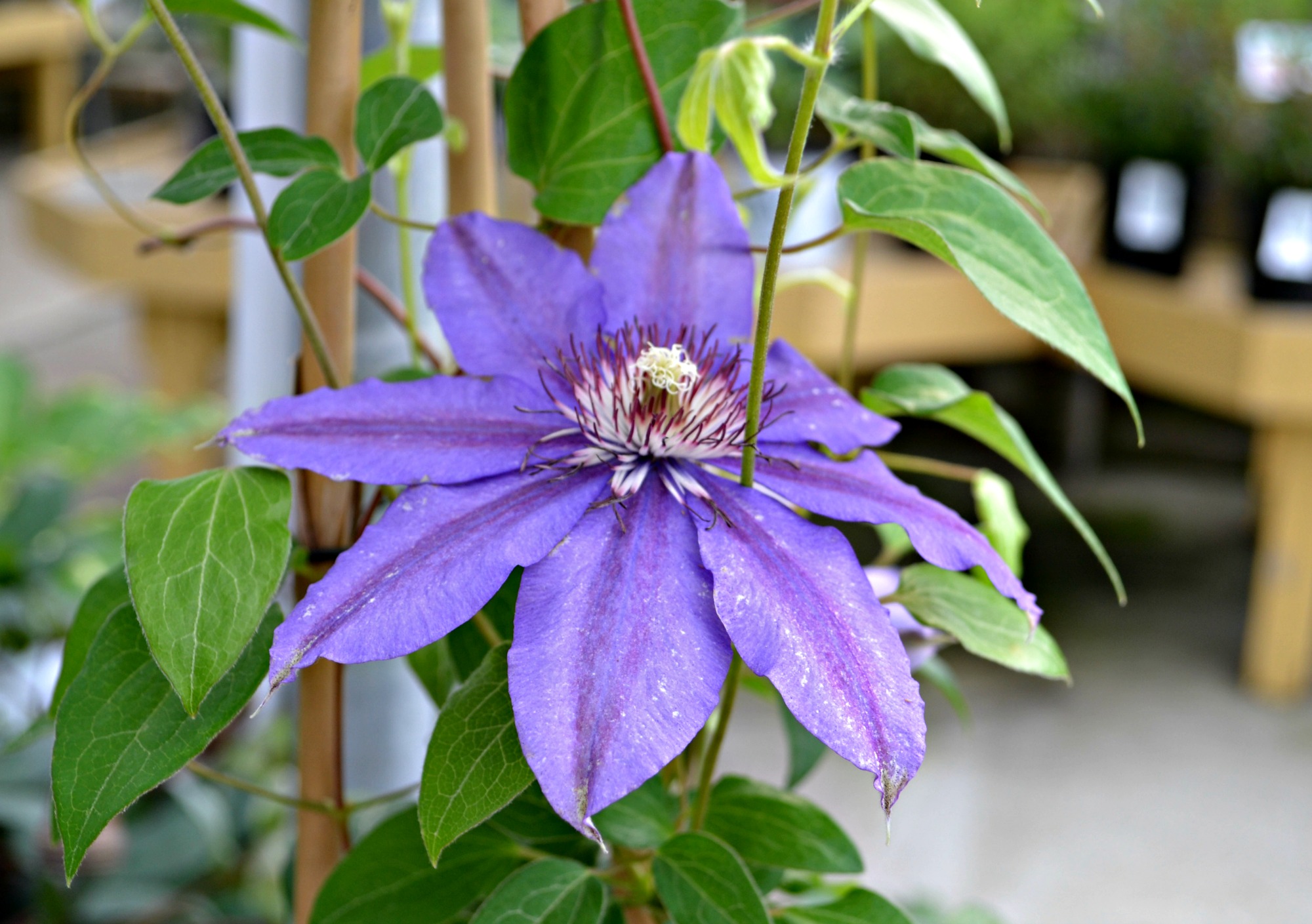 What Type Of Plant Is A Clematis at melaniewmoss blog