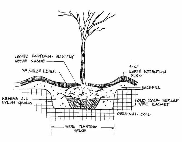 Tips For Gardening In Red Clay | Fairview Garden Center