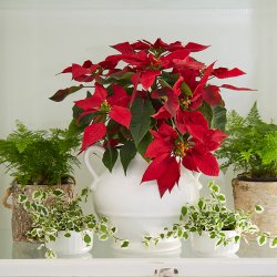 Holiday houseplants with poinsettas