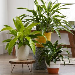 indoor potted houseplants