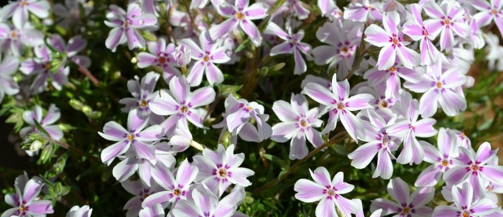 phlox