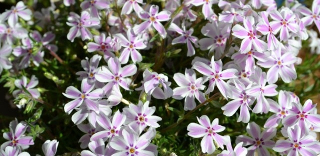 phlox