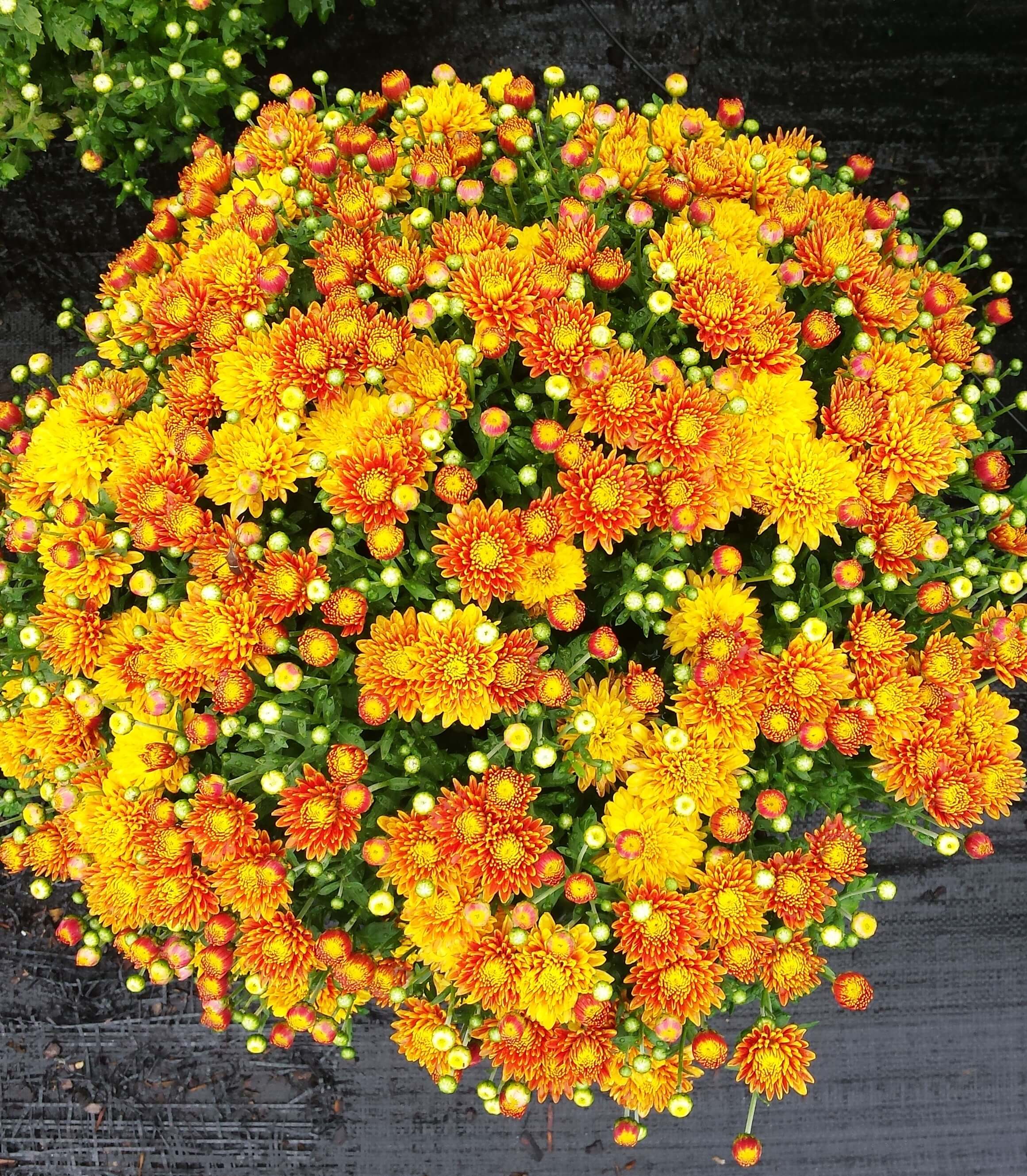 Mums Raleigh | Fall Plants in NC | Fairview Garden Center