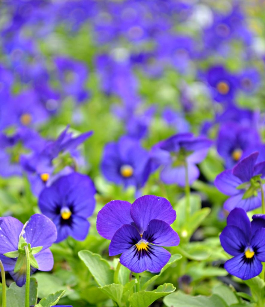 pansies