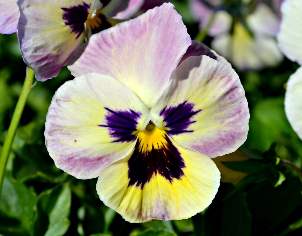 Pansies Raleigh | Fall Plants NC | Fairview Garden Center