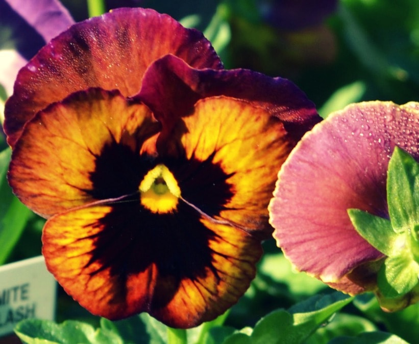 Wine Flash Pansy