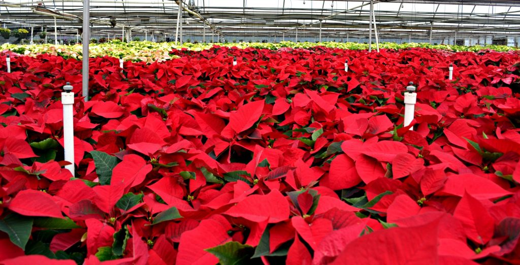 poinsettias