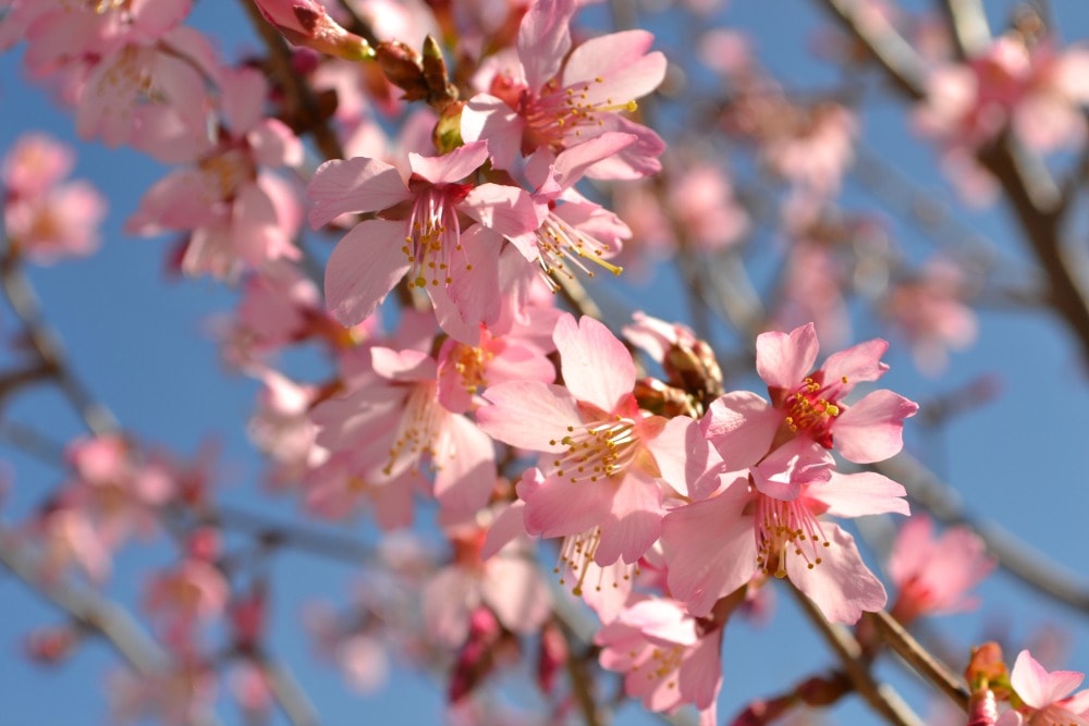 Names Of Pink Flowering Trees