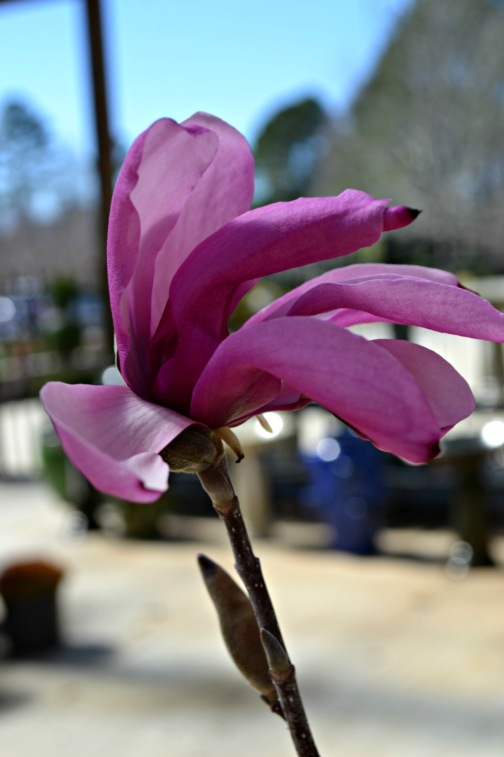 purple magnolia tree